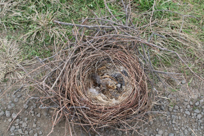 電力安定供給　春の陣　～烏の巣を取り除く～