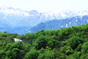 世界遺産：「白神山地」