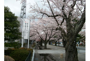 官庁街通りの桜並木と十和田電力センター