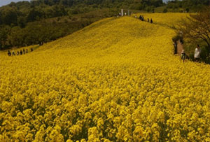 三ノ倉高原花畑
