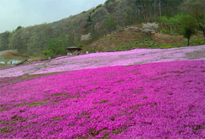 ジュピアランドひらたの芝桜