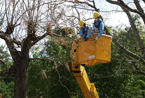 開園前の須賀川牡丹園で清掃作業に協力