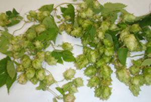 緑のカーテンで育ったホップ