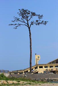 陸前高田市【奇跡の一本松】