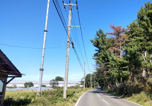 優先度の高い事前伐採が必要な場所（樹木と電線が近づいている）