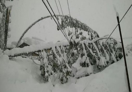 積雪による樹木の倒木