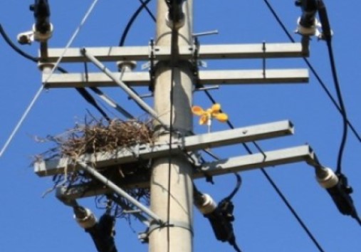 電柱上に作られたカラスの巣